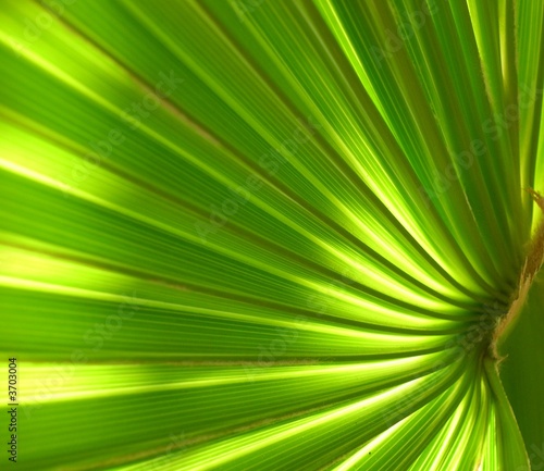Photo: Palme Palme
