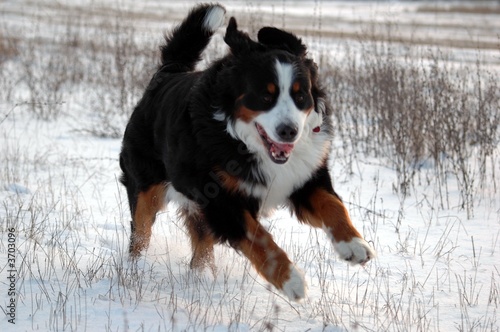 Photo: dog berns dog bouvier bernois dog berns dog bouvier bernois