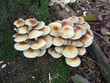 Toadstools on a log in a wood Toadstools on a log in a wood