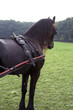 Friesian carriage horse