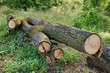tronc d'arbre