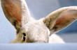 neugieriger Hase