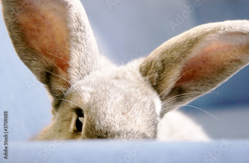 Photo: neugieriger Hase neugieriger Hase