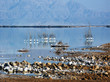 Dead Sea ,10