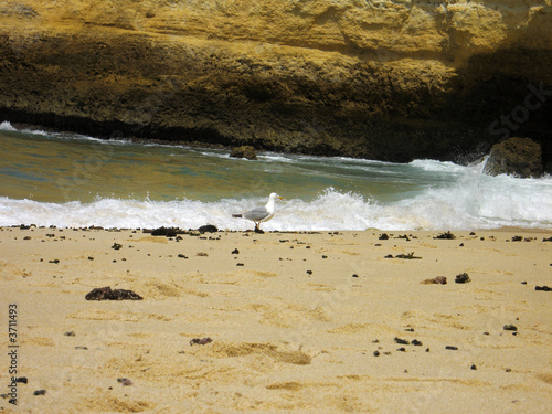 gaviota paseando por la orilla de la playa gaviota paseando por la orilla de la playa