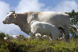 vache et veau