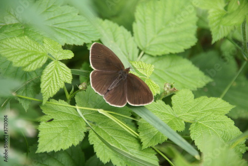 Butterfly Butterfly
