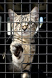 An orphaned kitten in a cage reaching out with a paw
