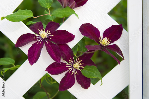 clematis flowers climb on gazebo lattice in the garden