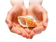 Foto: Hands with sea shell isolated with clipping path Hands with sea shell isolated with clipping path