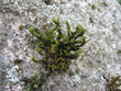 moss growin on the stone