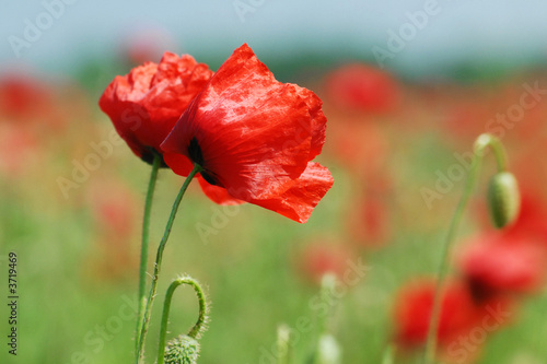 champ de coquelicots champ de coquelicots