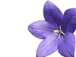 Fleur bleue