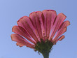 Closeup of Rudbeckia hirta flower. Kerala, India.