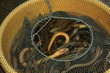 Alive eels at a Cambodian market