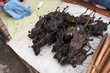 dried rats for sale