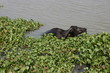 Buffalo bathing