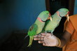 two pet parrots