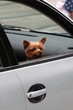 little dog