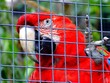 parrot