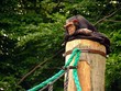 ape