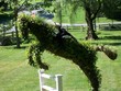 jumping horse