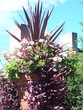 spikes & flowers