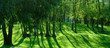 Photo : Cr�puscule arborescent