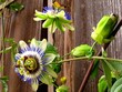 passiflora passiflora