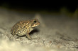 Photo: Small Frog at night wildlife Small Frog at night wildlife