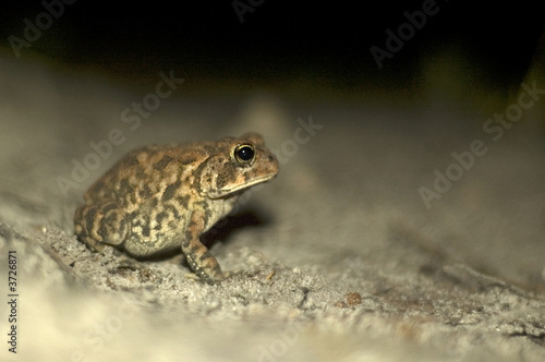 Photo: Small Frog at night wildlife Small Frog at night wildlife