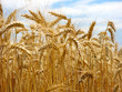 schönes sommerliches Getreidefeld bereit für die Ernte
