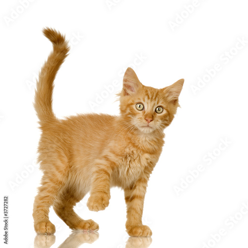 Ginger Cat kitten in front of a white background