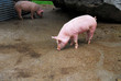 cochon