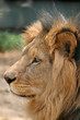 Profile portrait of male lion