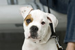 Foto: chiot chiot