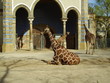 Images : Giraffen im Zoo Berlin