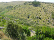 plantation lavande