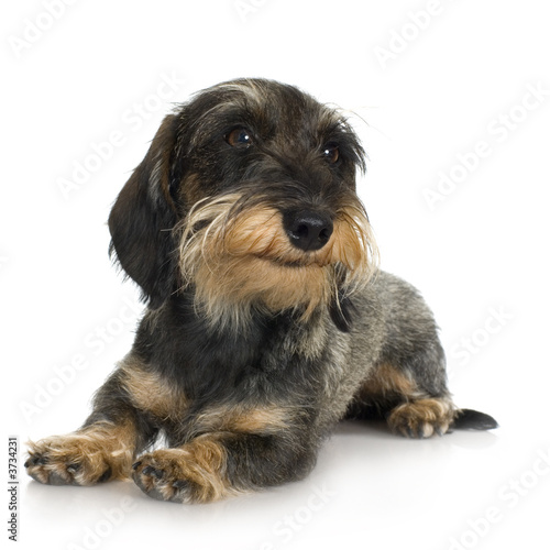 young Coarse haired Dachshund