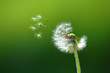 Flying off seed