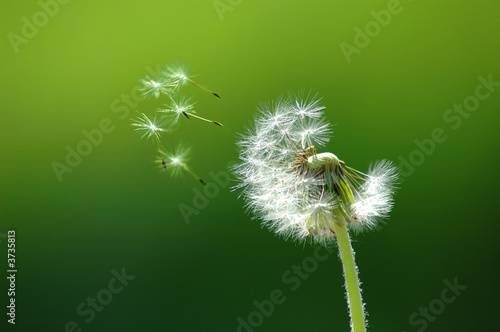 Foto: Flying off seed Flying off seed
