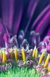 Foto: Inside a flower Inside a flower