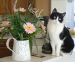 Inquiring Kitty