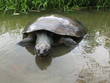 Schildkröte, Turtle, Tartaruga,  Amazonas