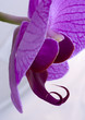 Orchid Orchid