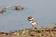 A killdeer chick walks near the edge of a shallow body of water.
