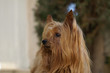 Foto: Yorkshire female looking his master Yorkshire female looking his master