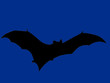 Bat in the night