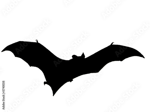 Bat silhouette flying