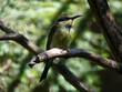 bee eater